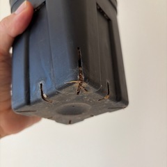 アガベ　レッドキャットウィーズル　赤猫の画像