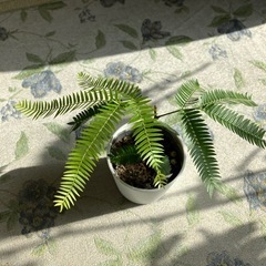 エバーフレッシュ　空気清浄🌲の画像