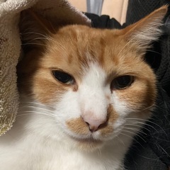 茶白　猫　オス