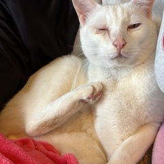 白猫　オス