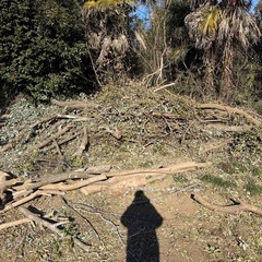 樫の木　薪にの画像