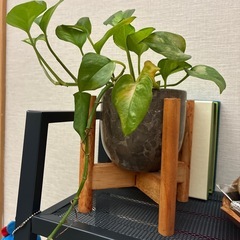観葉植物の画像