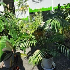 観葉植物の画像