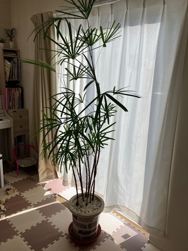 大型観葉植物　シュロチク