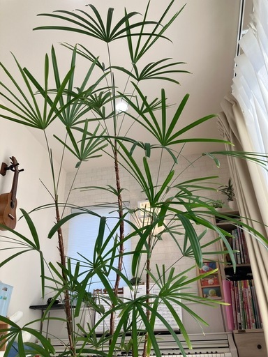 大型観葉植物　シュロチク