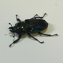 ニジイロクワガタ　紫紺　幼虫5匹の画像