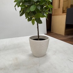 1235 観葉植物 フェイク(人工・造花)の画像