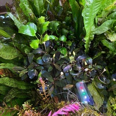 アヌビアスナナの画像