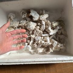 骨サンゴ 一杯の画像