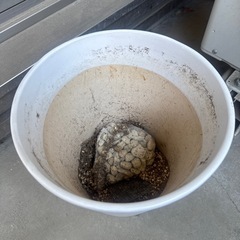 植木鉢　鉢カバーの画像