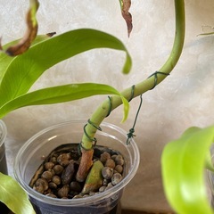 アボカド・オオタニワタリあげますの画像