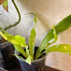 アボカド・オオタニワタリあげますの画像