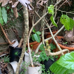 【格安】プルメリアの苗 1鉢500円（60cm〜1m超・10鉢以上あり）
の画像