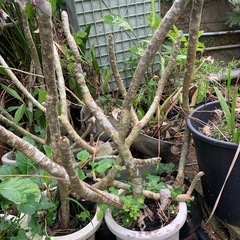 【格安】プルメリアの苗 1鉢500円（60cm〜1m超・10鉢以上あり）
の画像