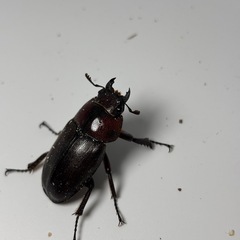 トカラノコギリクワガタの画像