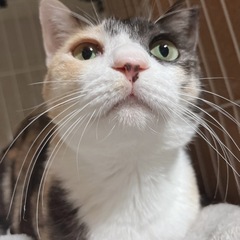 🏠里親募集中🐈 三毛猫女の子 約5歳