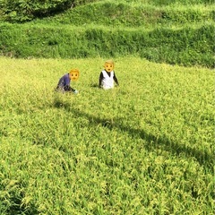 お米（コシヒカリ：令和７年産）の画像