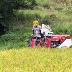 お米（コシヒカリ：令和７年産）の画像