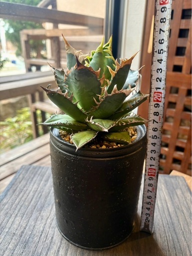 アガベ・レッドキャットウィーズル （Agave titanota “Red Cat Weasel”）