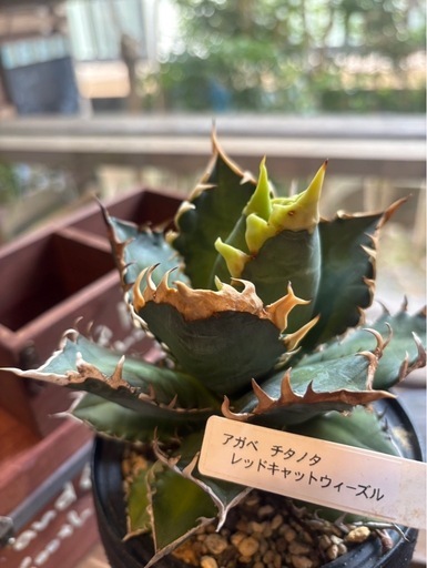 アガベ・レッドキャットウィーズル （Agave titanota “Red Cat Weasel”）