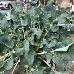 スティックブロッコリーの画像