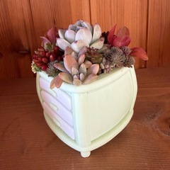 多肉の寄植え    
の画像