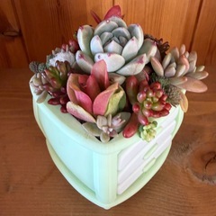 多肉の寄植え    
の画像