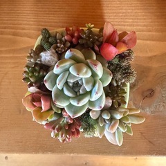 多肉の寄植え    
の画像