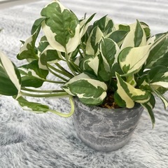 ★ご予約中!✨🉐✨【観葉植物】珍しい品種のポトスの画像