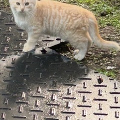 子猫8匹のうち5匹は譲渡済み。残り3匹里親様が見つかっていません...