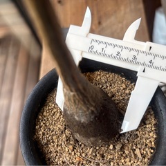 ブセウドボンバックス・エリブチカム （Pseudobombax ellipticum）の画像