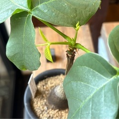 ブセウドボンバックス・エリブチカム （Pseudobombax ellipticum）の画像