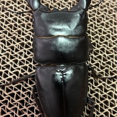 スマトラオオヒラタ（アチェ）オス単品の画像