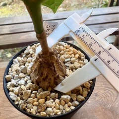 マテレア・シクロフィラ （Matelea cyclophylla）の画像