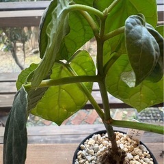 マテレア・シクロフィラ （Matelea cyclophylla）の画像