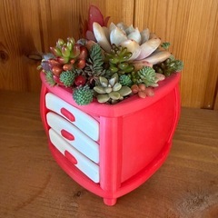 多肉の寄せ植え
の画像