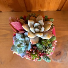 多肉の寄せ植え
の画像