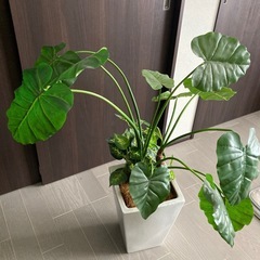 造花の観葉植物 約１００センチの画像
