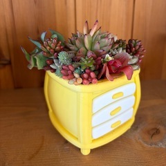 多肉の寄植え
の画像