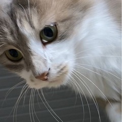 新しい家族を募集