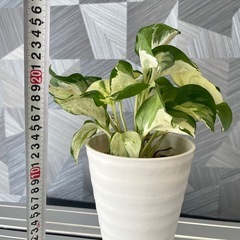 ✨🉐✨【観葉植物】ポトスステータス　　　✨可愛いハンギング＆鉢付✨No.1の画像