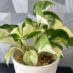 ✨🉐✨【観葉植物】ポトスステータス　　　✨可愛いハンギング＆鉢付✨No.1の画像