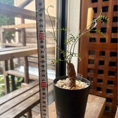 オペルクリカリアパキプス　根刺し株の画像