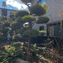 『条件付きで無料』　松の画像