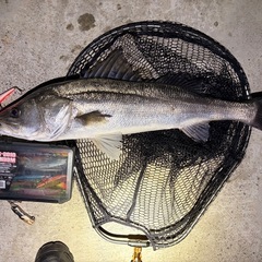 釣り仲間🎣　おかっぱりもボートも！ - メンバー募集