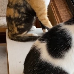 新しい家族を募集 - 猫