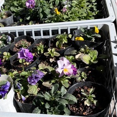 お花をお譲り致しますの画像