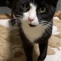 新しい家族を募集