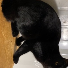 新しい家族を募集