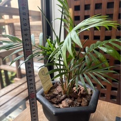 チャメドレア・エレガンス （Chamaedorea elegans）の画像